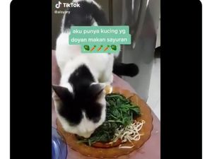 Doyan Pecel dan Buah, Aksi Makan Kucing yang Antimainstream