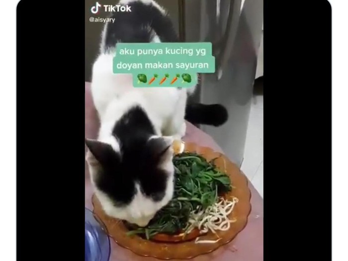 kucing makan sayuran