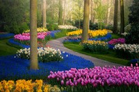 Taman Keukenhof saat pandemi