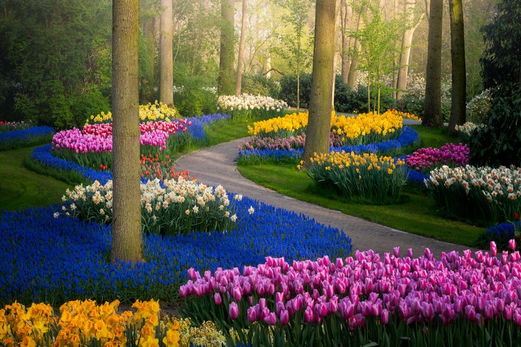 Taman Keukenhof saat pandemi Taman Keukenhof saat pandemi