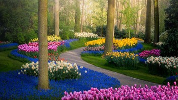 Sebagian besar dari Anda pasti tahu Keukenhof, taman tulip terindah di dunia. Setiap tahun jutaan wisatawan mengunjungi taman ini. Setiap tahun, kru di sana bekerja keras memastikan taman tersebut terlihat secantik biasanya, termasuk tahun ini, kisah Albert seperti dikutip dari Bored Panda. Foto: Albert via Bored Panda