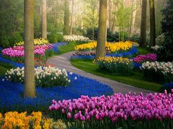 Tak Ada Pengunjung, Taman Bunga Terindah di Dunia Kian Memesona