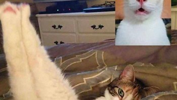 Responnya sangat beragam. Foto: Bored Panda