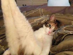 Kocaknya Gaya Para Kucing Video Call Saat Corona