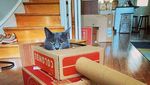 Foto: Ketika Manusia dan Kucing Gabut Saat Karantina