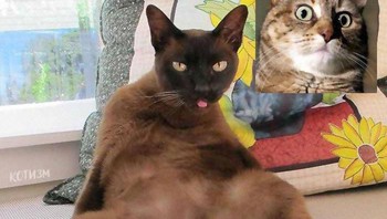 Nah mereka coba mengajak kucing-kucing tersayangnya. Foto: Bored Panda