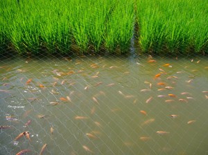 Biar Tetap Moncer, Pembudi Daya Ikan Mina Padi Dapat Bantuan Ini