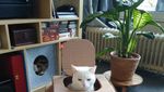 Foto: Ketika Manusia dan Kucing Gabut Saat Karantina