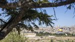Al Aqsa Ditutup, Umat Muslim Salat di Bukit Zaitun