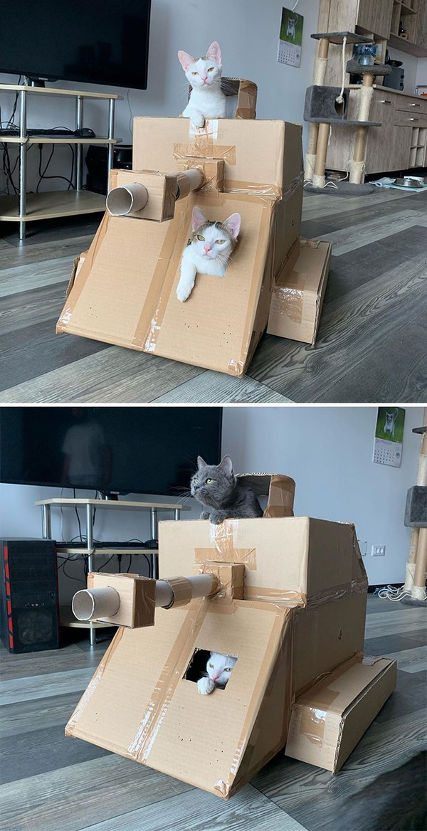 Lihatlah, saat tuannya membuatkan tank dari karton dan membuat kucingnya menjadi model untuk difoto (Bored Panda) Lihatlah, saat tuannya membuatkan tank dari karton dan membuat kucingnya menjadi model untuk difoto (Bored Panda)