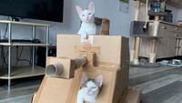Lihatlah, saat tuannya membuatkan tank dari karton dan membuat kucingnya menjadi model untuk difoto (Bored Panda)