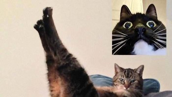 Tentu saja kucing-kucing ini tidak melakukan sendiri video conference. Foto: Bored Panda