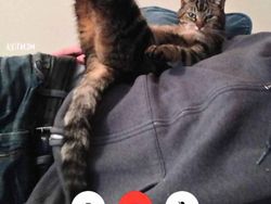 Kocaknya Gaya Para Kucing Video Call Saat Corona