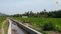 Pekerjaan yang dilakukan antara lain peningkatan saluran irigasi tersier, dari saluran alam/tanah menjadi saluran dengan pasangan batu/lining yang dikerjakan oleh petani atau penduduk setempat. Petani pekerja diberikan upah harian atau mingguan, sehingga menambah penghasilan petani atau penduduk desa terutama di antara musim tanam dan panen. Foto: Dok. Kementerian PUPR