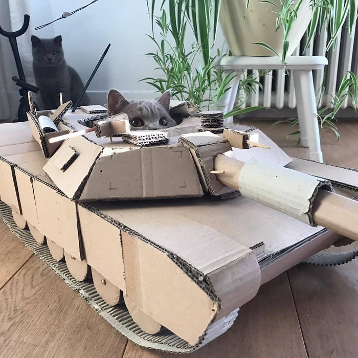 kucing lucu di tank kardus kucing lucu di tank kardus