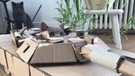 Foto: Ketika Manusia dan Kucing Gabut Saat Karantina