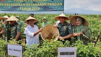Di kebun salak, Herman terlihat asyik panen buah. Foto ini diambil saat acara panen perdana pemberdayaan ketahanan pangan yang digelar tahun 2019 lalu.  Foto : instagram @hermansuherman