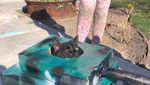 Foto: Ketika Manusia dan Kucing Gabut Saat Karantina