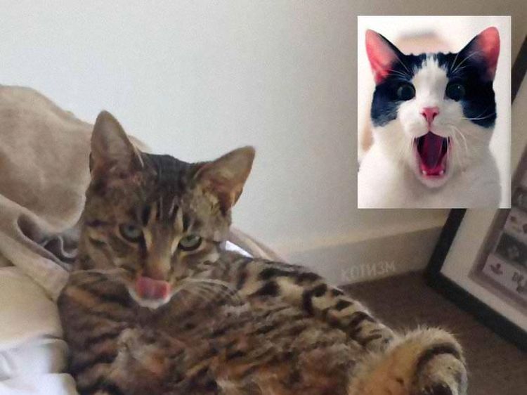 Kocaknya Gaya Para Kucing Video Call Saat Corona