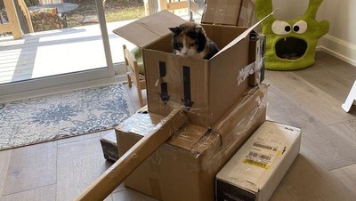 Foto: Ketika Manusia dan Kucing Gabut Saat Karantina