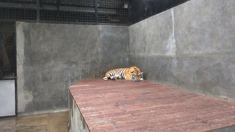 Lembang Park & Zoo di Parongpong Lembang Park & Zoo di Parongpong, Bandung Barat