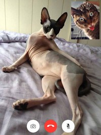 Kucing Video Call