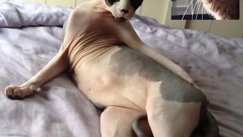 Jadi para pemilik kucing ini tengah melakukan video conference. Foto: Bored Panda