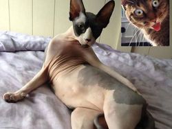 Kocaknya Gaya Para Kucing Video Call Saat Corona