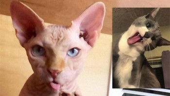Rasanya gaya-gaya kucing tadi tidak mungkin ditiru para pemiliknya ya... Foto: Bored Panda