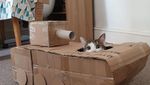 Foto: Ketika Manusia dan Kucing Gabut Saat Karantina