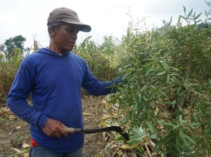 Coba Bertani Kayu Putih Panen Puluhan Juta Rupiah? Ikuti Cara Petani Ini