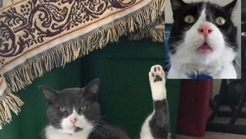 Bahkan melakukan banyak gaya yang kocak-kocak... Foto: Bored Panda