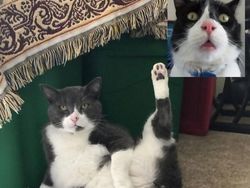 Kocaknya Gaya Para Kucing Video Call Saat Corona