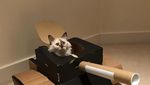 Foto: Ketika Manusia dan Kucing Gabut Saat Karantina