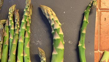 Pernah lihat sayur asparagus sebesar ini?