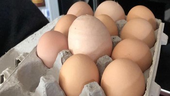 Kira-kira ini telur ayam jenis apa ya?