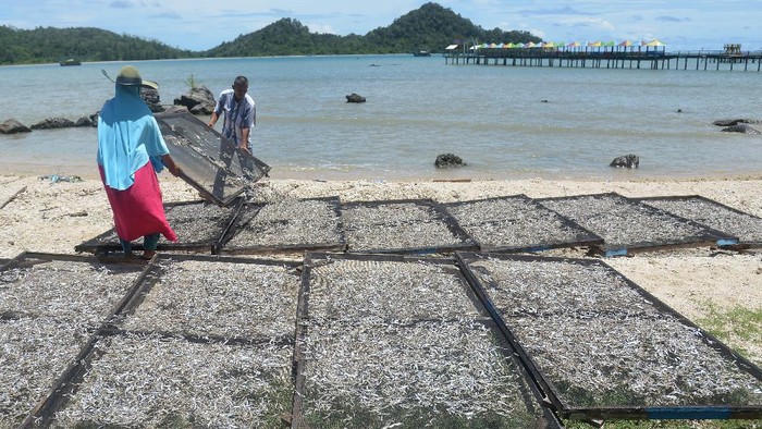 Petani membajak sawah menggunakan traktor tangan di Desa Samahani, Kecamatan Kuta Malaka, Kabupaten Aceh Besar, Aceh, Sabtu (2/5/2020). Pemerintah memutuskan akan menyalurkan bantuan langsung tunai (BLT) kepada sebanyak 2,44 juta petani tergolong miskin sebesar Rp600 ribu dan berupa sarana  pertanian agar mereka bisa bertahan hidup di tengah wabah COVID-19. ANTARA FOTO/Ampelsa/wsj.