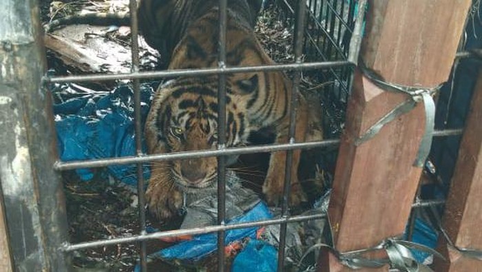 Harimau Sumatera di Riau Ditangkap