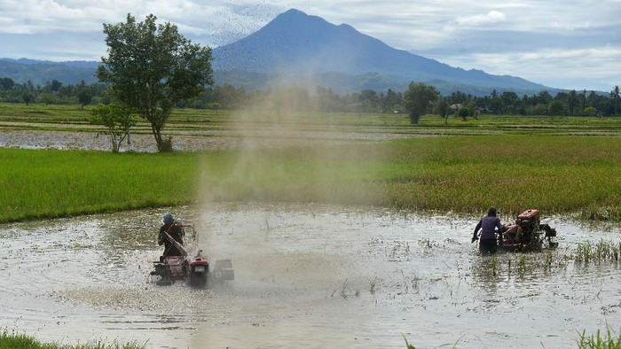 Petani membajak sawah menggunakan traktor tangan di Desa Samahani, Kecamatan Kuta Malaka, Kabupaten Aceh Besar, Aceh, Sabtu (2/5/2020). Pemerintah memutuskan akan menyalurkan bantuan langsung tunai (BLT) kepada sebanyak 2,44 juta petani tergolong miskin sebesar Rp600 ribu dan berupa sarana  pertanian agar mereka bisa bertahan hidup di tengah wabah COVID-19. ANTARA FOTO/Ampelsa/wsj.