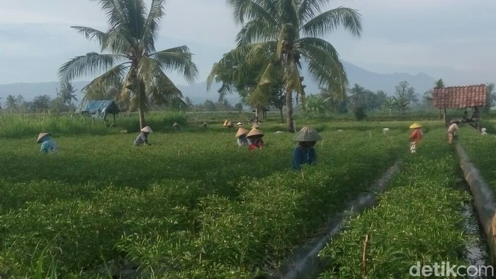 Petani Cabai di Situbondo