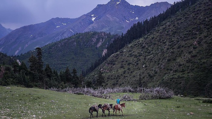 QAMDO, CHINA - JULY 30:(CHINA OUT) Mules used to carry parts for construction of an electric tower are brought down the mountain on July 30, 2017 in Qamdo¬Tibet Autonomous Region¬China. After the completion of the project in 2018, the Tibetan power grid voltage level will achieve a large span of 220 thousand volts to 500 thousand volts, providing a stable and reliable power supply for half of the population in Tibet.  (Photo by Wang He/Getty Images)