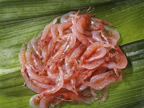 Sakura Ebi