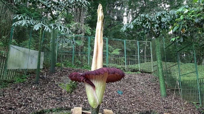 Bunga Bangkai di Kebun Raya Cibodas Kembali Mekar di Tengah Pandemi