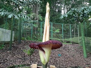 Bunga Bangkai di Kebun Raya Cibodas Kembali Mekar di Tengah Pandemi