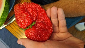 Buah Stoberi yang bentuknya sangat jarang dilihat.