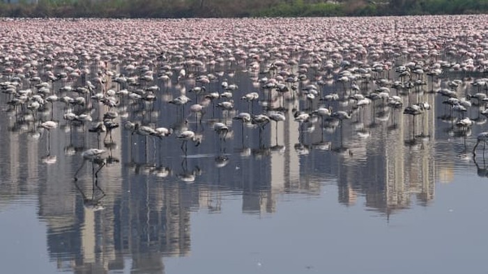 Burung flamingo di Mumbai, India