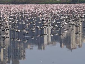 Flamingo Berduyun-duyun Terbang ke Mumbai Saat Lockdown