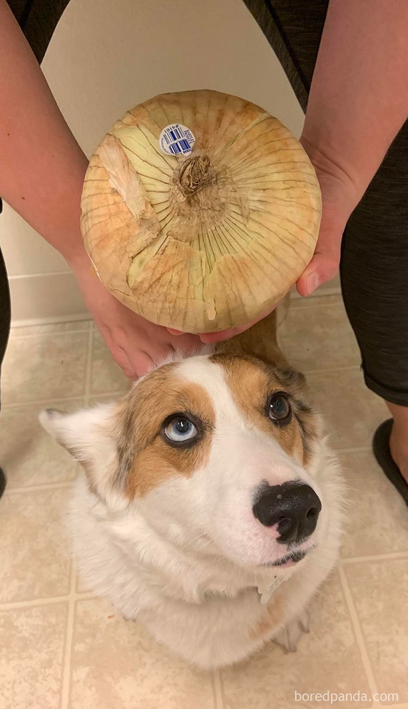 Disaat kondisi seperti sekarang ini, banyak orang memanfaatkan untuk berbelanja online. Termasuk membeli sayuran. Tapi, uniknya mereka justru dapat ukuran yang tak biasa.