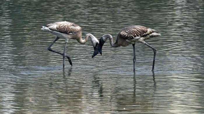 Burung flamingo di Mumbai, India