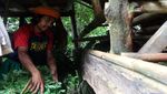 Kisah Ujun yang Tinggal Seatap dengan Kambing
